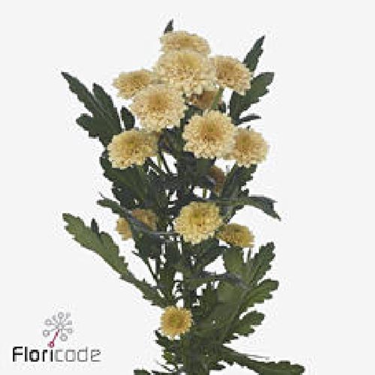 25x Chrysant san.miller apricot 50cm