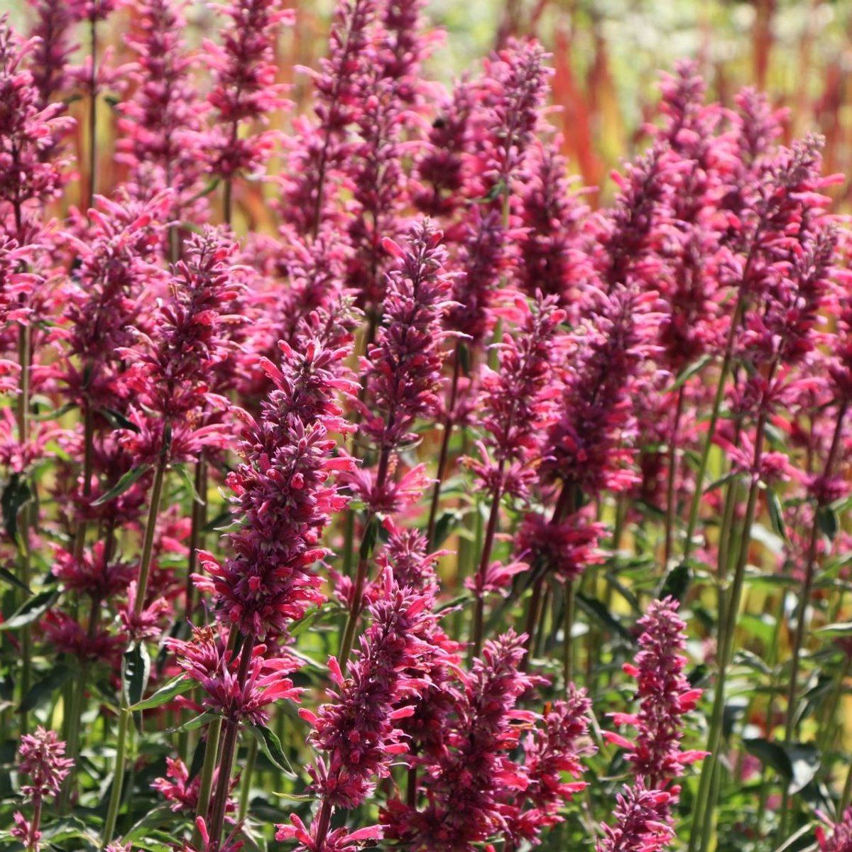 6x Agastache mexicana 'Red Fortune'® Pot 9x9cm - Rode Fortune plantensoort | Planten catalogus