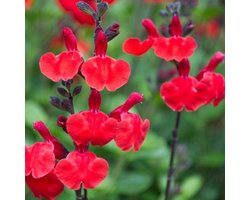 6x Salvia microphylla 'Royal Bumble' Pot 9x9cm - Prachtige planten voor in de tuin