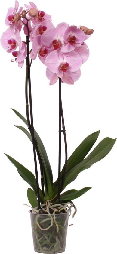 Orchidée rose 'Rotterdam' Ø9cm
