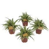 Botanicly 4x Graslelie 20cm hoog