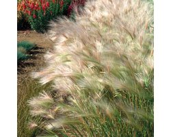6x Hordeum jubatum Pot 9x9cm - Prachtig siergras voor in de tuin