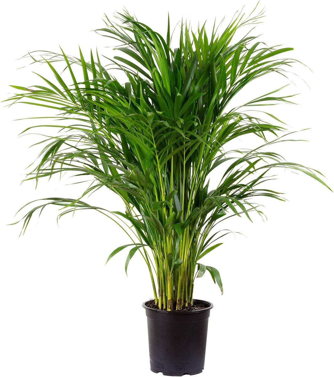 Goudfruitpalm 130-150 cm - Echte Plant voor Binnen