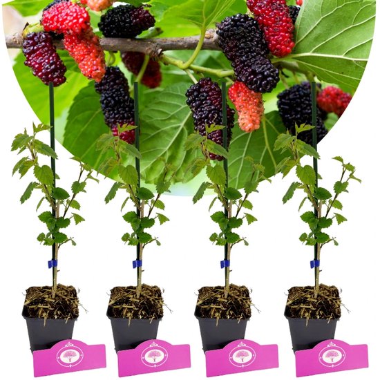 Set Van 4 Moerbeien – Morus alba x rubra 'Milanowek' – Hoogte 25cm – 9cm pot