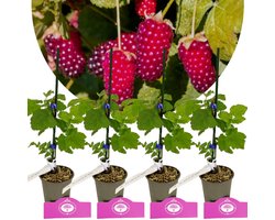 foto van Loganbes struikje(s) - Rubus fruticosus 'Loganberry'