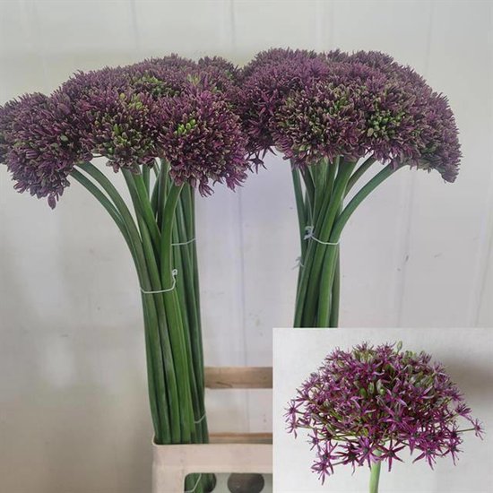 10x Allium magic 80cm | bol