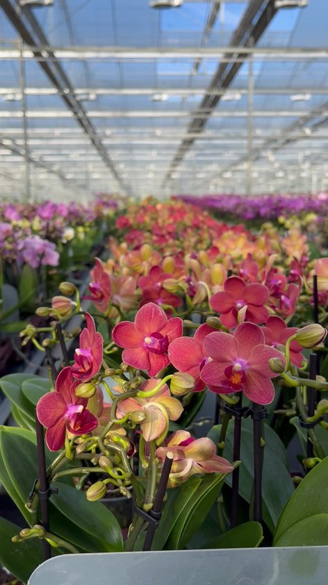 Kolibri Orchids - Surprise box mix - planten voordeel box - verrassingsbox met 4 verschillende orchideeën - vers van de kweker