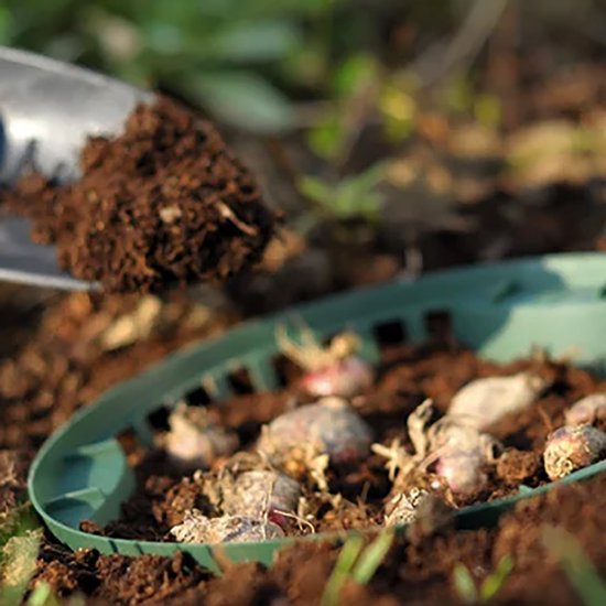 Meuwissen Agro Bollenmand 31,5 cm - 3 stuks van Meuwissen agro — afbeelding 2