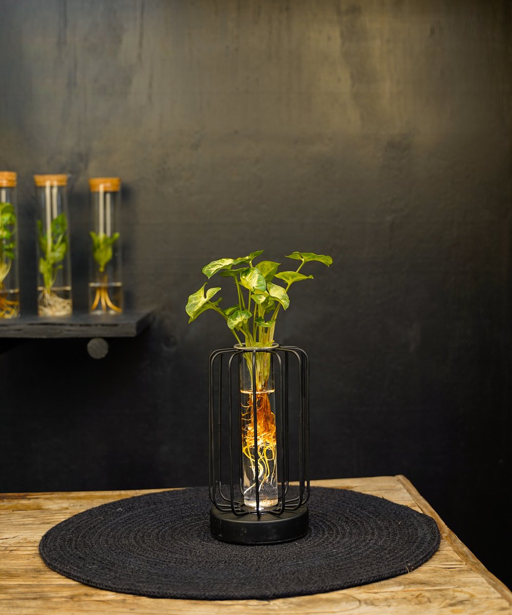 Turijn | lichtplantje | Hydroponie |Round |Syngonium Pixie
