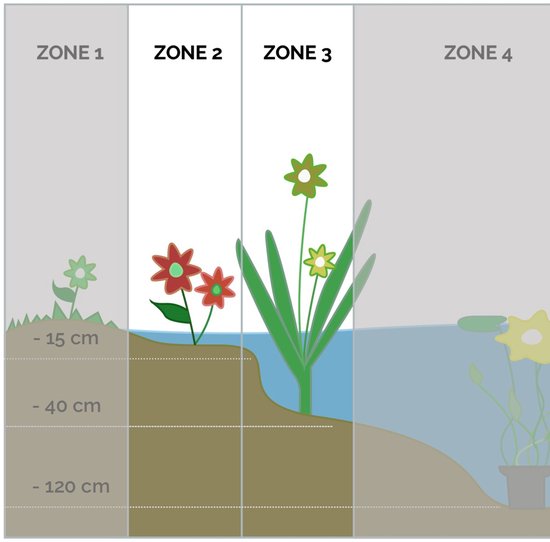 Illustratie van planten in verschillende waterdieptes, met zones aangegeven van -15cm tot -120cm.