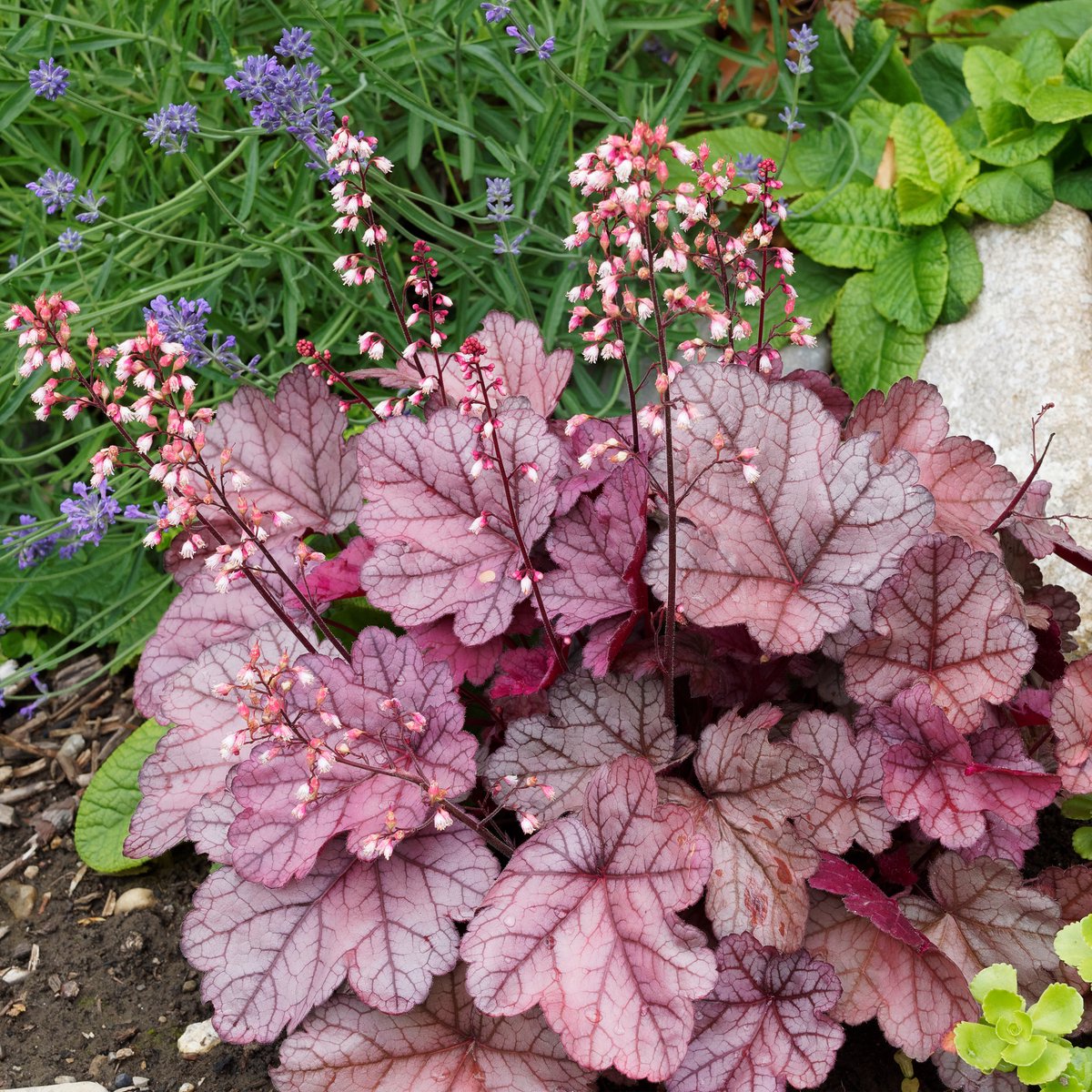 Bloomique - Set van 3 - Heuchera Micrantha Palace Purple - Purperklokje - Tuinplanten - Winterhard - Diervriendelijk - Hoogte 10-20 cm - Pot 9x9 cm