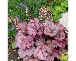 Bloomique - Set van 3 - Heuchera Micrantha Palace Purple - Purperklokje - Tuinplanten - Winterhard - Diervriendelijk - Hoogte 10-20 cm - Pot 9x9 cm