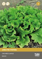 Tuin de Bruijn Winterandijvie Breedblad Volhart - ca. 750 zaden