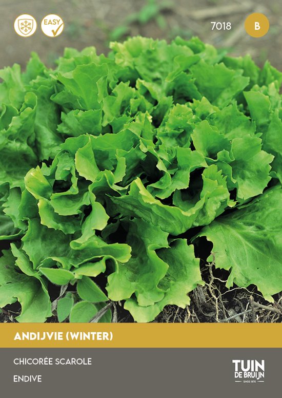 Winterandijvie, breedbladig met golvende bladeren en zichtbare wortels. Tekst: ANDIJVIE (WINTER) CHICORÉE SCAROLE ENDIVE.