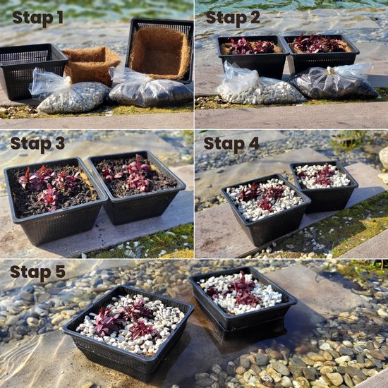 Aquabetta vijverplanten set voor jouw vijver