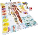 Bordspel met de anatomie van het menselijk lichaam, een draaischijf en kaarten.
