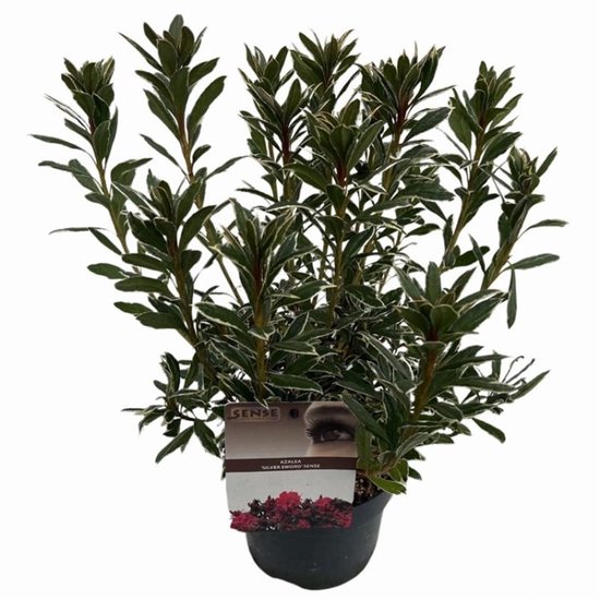 Plants Online - Tuinplanten - Heesters - Set van 1 - Rhododendron (AJ ...