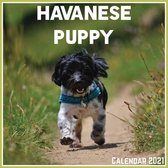 Havanese Puppy Calendar 2021