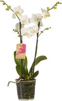 FloriaFor  - Phalaenopsis Multiflora White - Fair Flora Keurmerk: Eerlijke En Duurzame Geteeld - Vers Van De Kweker - ↨ 50cm - ⌀ 12cm