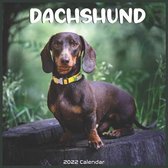 Dachshund 2022 Calendar