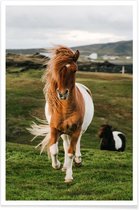 JUNIQE - Poster Shetland Pony's -20x30 /Bruin & Groen