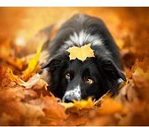 Premium Paintings - Schilderen op nummer - Hond - Herfst - 40x50 cm - Met frame - Inclusief tools - Paint by number - Volwassenen - Kinderen