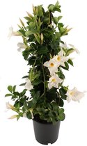 Mandeville / Sundaville wit - mooie klimplant - Ø19 cm - ca. 90cm hoog - Cadeau tip