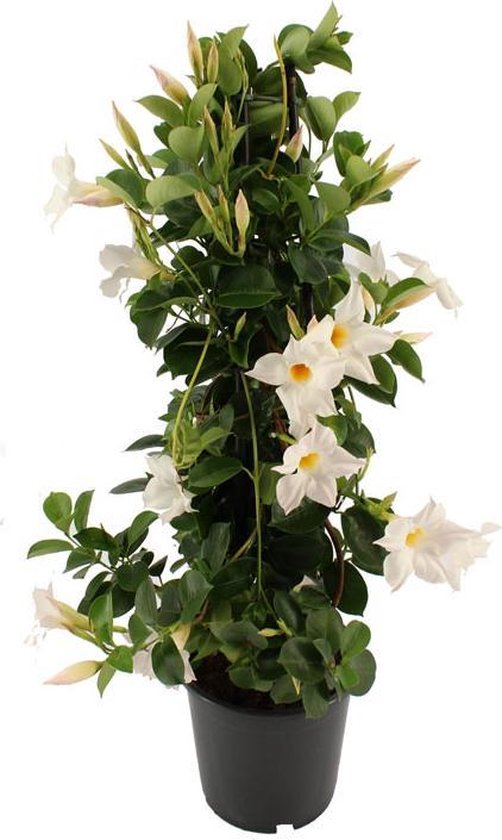 Mandeville / Sundaville wit - mooie klimplant - Ø19 cm - ca. 90cm hoog - Cadeau tip