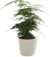 Kamerplant Asparagus Plumosus – Aspergeplant - ± 25cm hoog – 12 cm diameter - in grijze pot