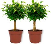 2x Kamerplant Ficus Babilatos – ± 25 centimeter hoog – 12cm in diameter