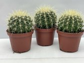 Cactus- Echinocactus Grusonii 3 stuks- 10.5cmØ- ±14cm hoog