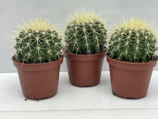 Binnenwaarts aflevering Ideaal Cactus- Echinocactus Grusonii 3 stuks- 10.5cmØ- ±14cm hoog | bol.com