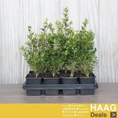12x Japanse Hulst - Ilex crenata 'Caroline Upright' - Haagplant - Pot 9x9 cm
