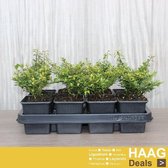 12x Japanse Hulst - Ilex crenata 'Stokes' - Haagplant  - Pot 9x9 cm