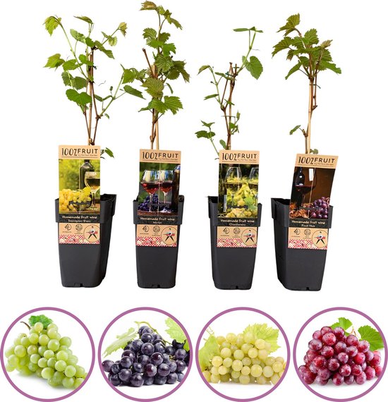Vier druivenplanten met etiketten van fruitwijn. Vier foto's van druiven: groen, blauw, geel, rood.