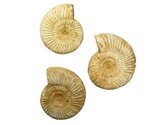 Lot van 3 ruwe Ammonieten (fossielen) uit Madagaskar 282 gram