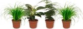 Set van 4 Kamerplanten - 2x Cyperus Zumula & 1x Asparagus Plumosus & 1x Philodendron White Wave  12cm - ± 25cm hoog - 12cm diameter