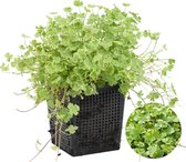 Gewone Waternavel | Hydrocotyle 'Variegata' - Vijverplant & zuurstofplant in kwekerspot ⌀11 cm - ↕15 cm