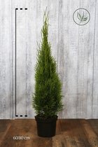 10 stuks | Westerse Levensboom 'Smaragd' Pot 60-80 cm Extra kwaliteit - Compacte groei - Langzame groeier - Weinig onderhoud
