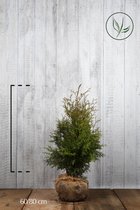 10 stuks | Westerse Levensboom 'Brabant' Kluit 60-80 cm Extra kwaliteit - Snel zichtdicht - Vruchtdragend - Weinig onderhoud - Zeer winterhard
