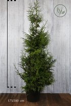 10 stuks | Reuzenlevensboom 'Excelsa' Pot 175-200 cm Extra kwaliteit - Compacte groei - Geurend - Snelle groeier - Weinig onderhoud - Zeer winterhard