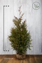 10 stuks | Reuzenlevensboom 'Excelsa' Kluit 125-150 cm - Weinig onderhoud - Zeer winterhard - Compacte groei - Geurend - Snelle groeier