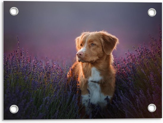 Tuinposter – Bruine Toller Hond in Lavendel Bloemenveld - 40x30cm Foto op Tuinposter  (wanddecoratie voor buiten en binnen)