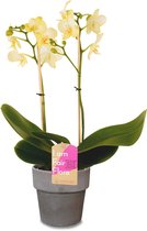 Orchidee van Botanicly – Orchidee met grijze sierpot als set – Hoogte: 50 cm, 1 tak – Phalaenopsis Multiflora Green Pixie