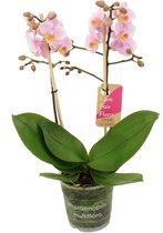 Orchidee van Botanicly – Orchidee – Hoogte: 50 cm, 2 takken – Phalaenopsis Multiflora Amaglad