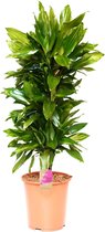 Kamerplant van Botanicly – Drakenboom – Hoogte: 125 cm – Dracaena Janet Lind