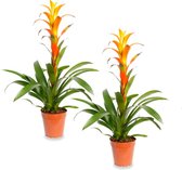 Bromelia Guzmania |2 stuks | Rafael | 12cm