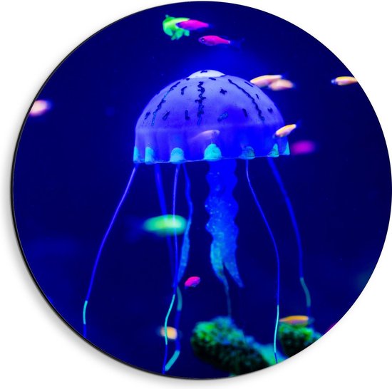 Dibond Wandcirkel - Blauwe Kwal in Aquarium - 40x40cm Foto op Aluminium Wandcirkel (met ophangsysteem)