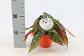 Kamerplant van Botanicly – Stippenbegonia – Hoogte: 20 cm – Begonia Maculata