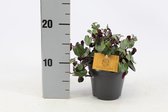 Kamerplant van Botanicly – Kruiskruid – Hoogte: 20 cm – Senecio Mikanoides